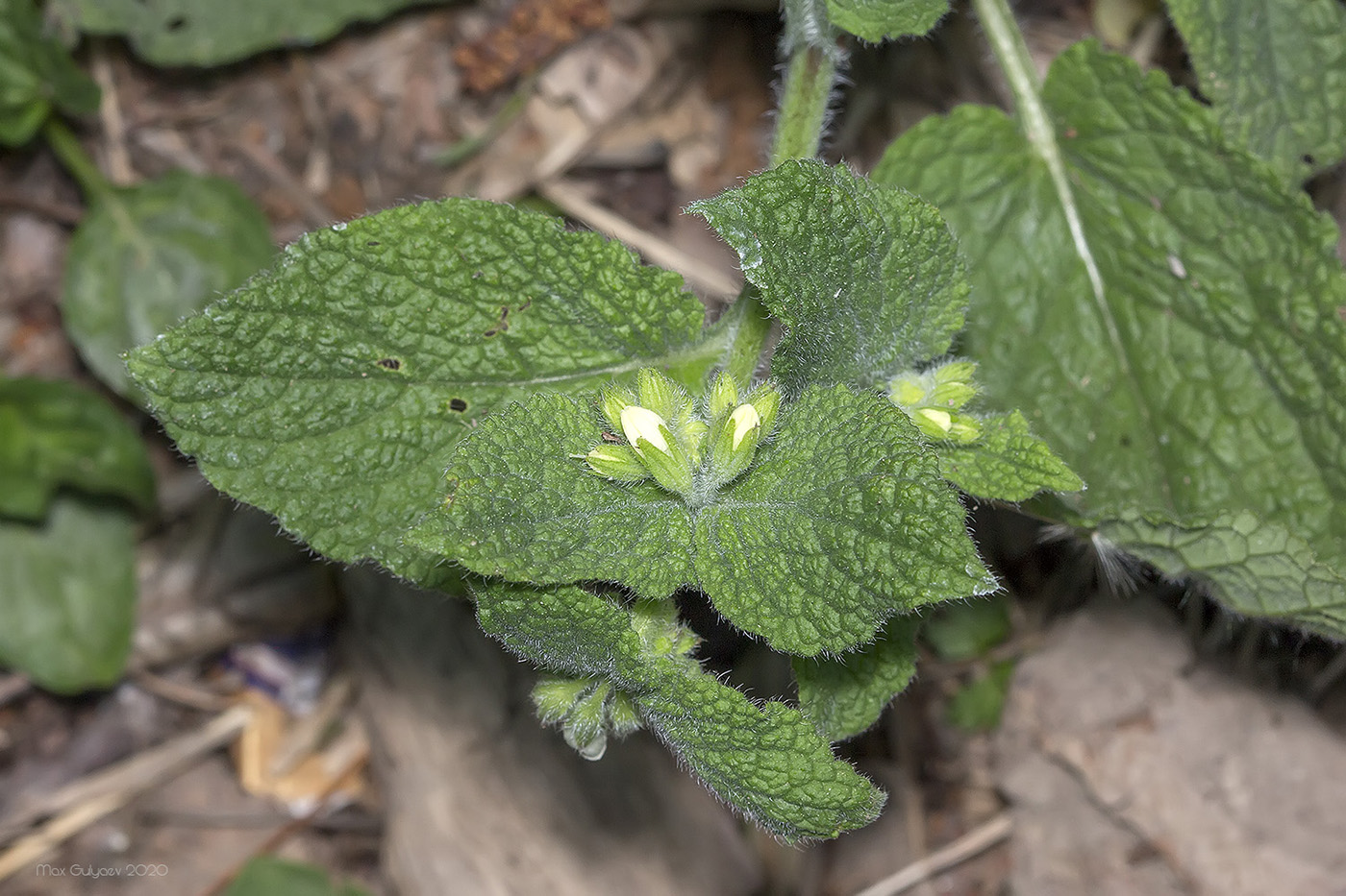 Изображение особи Symphytum tauricum.