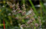 Calamagrostis epigeios