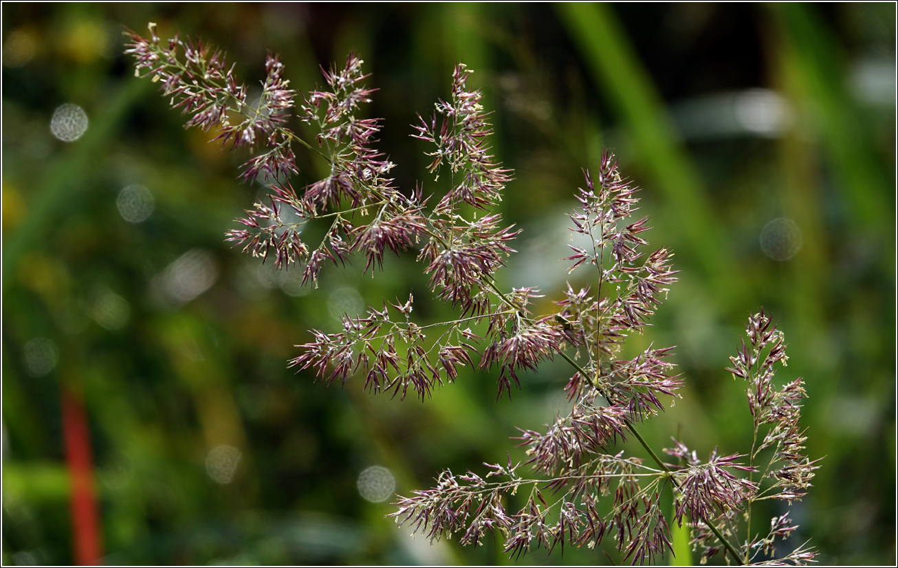 Изображение особи Calamagrostis epigeios.