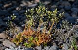 Saxifraga spinulosa