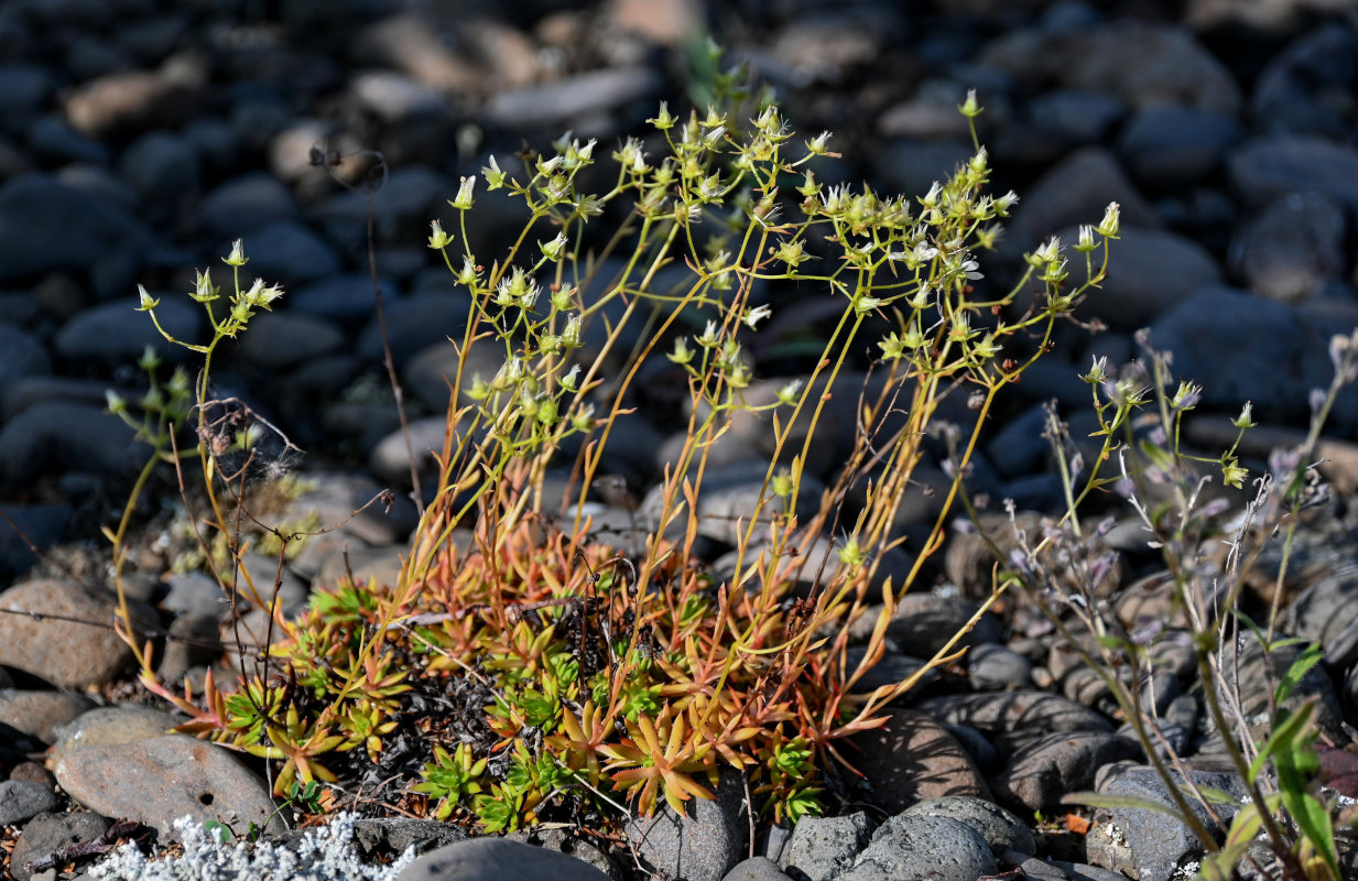 Image of Saxifraga spinulosa specimen.