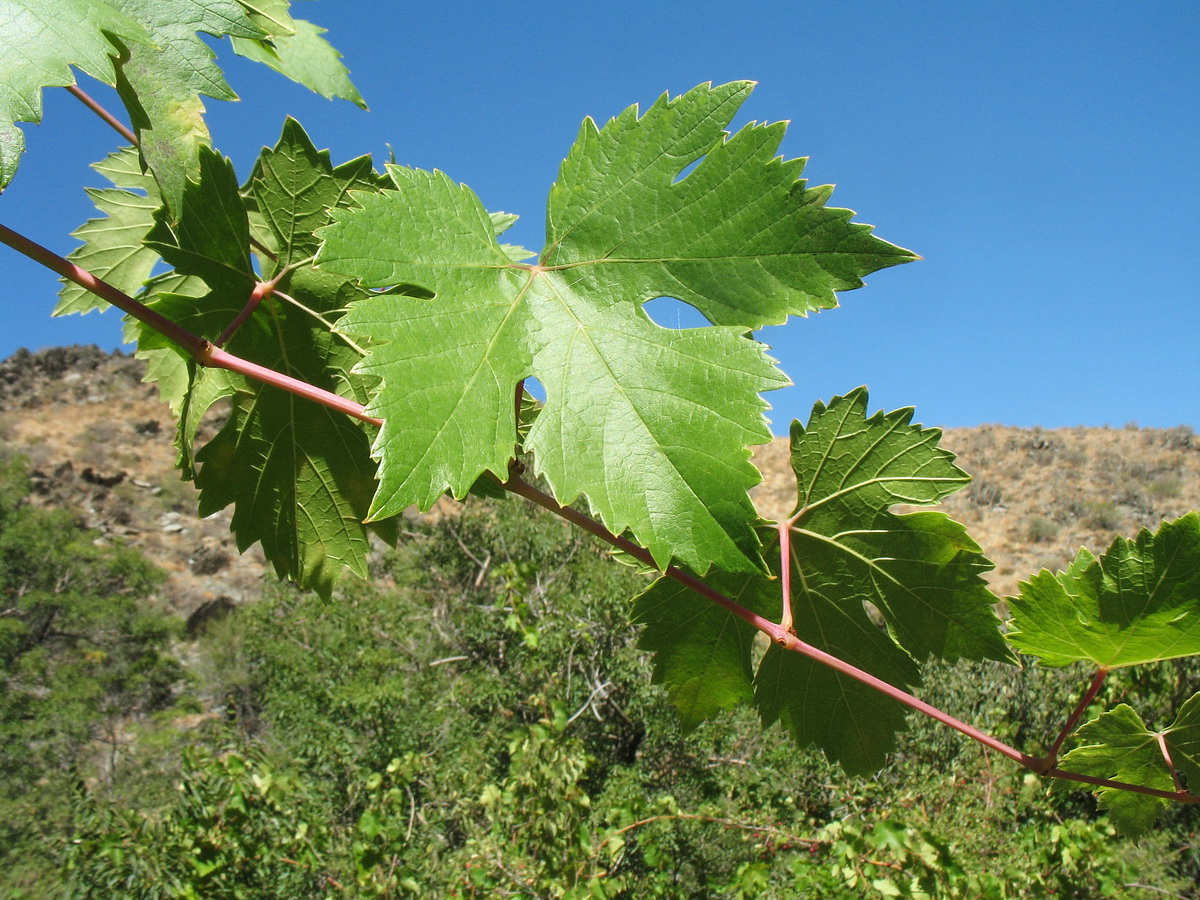 Изображение особи Vitis vinifera.