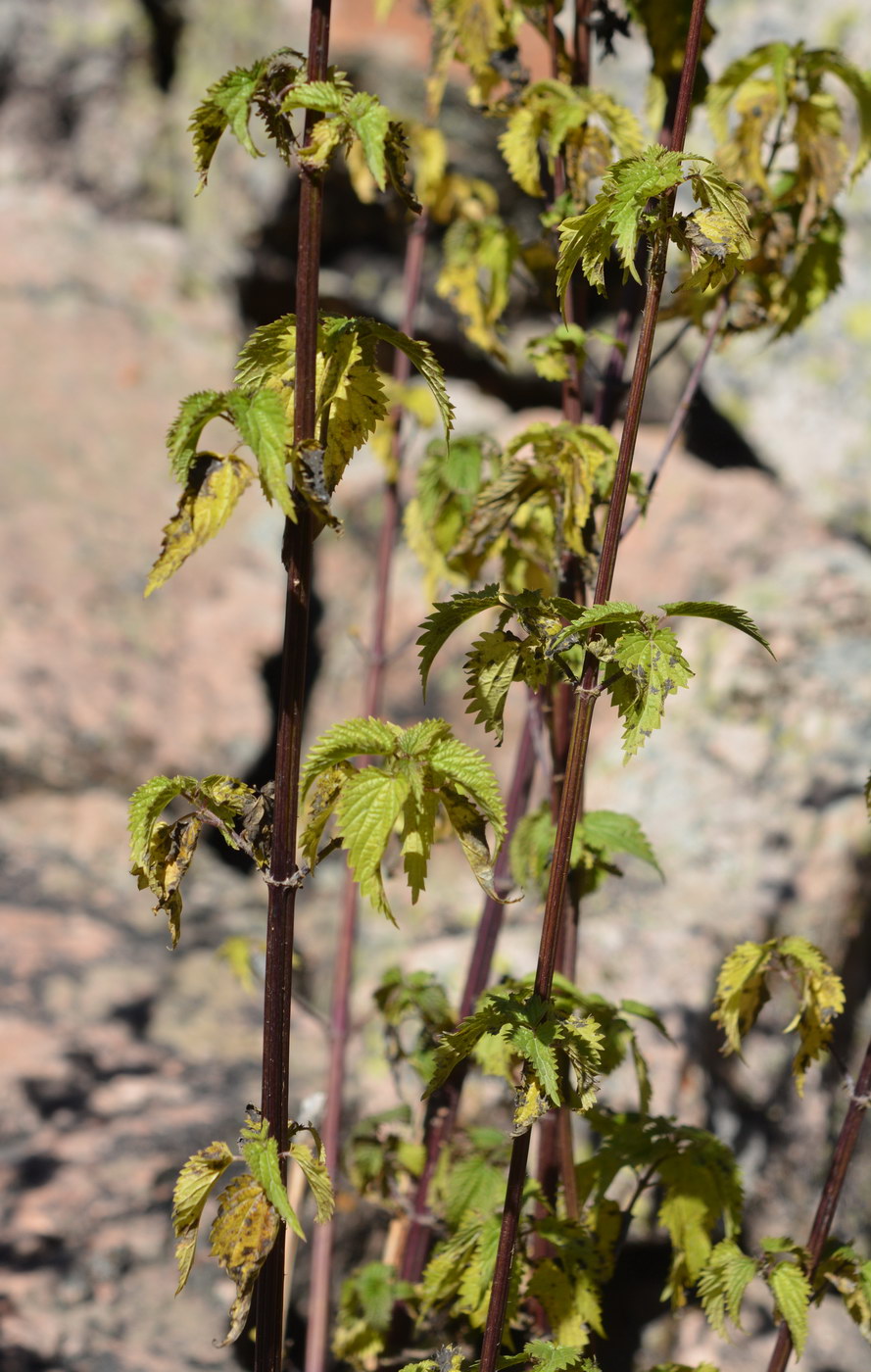 Изображение особи Urtica dioica.