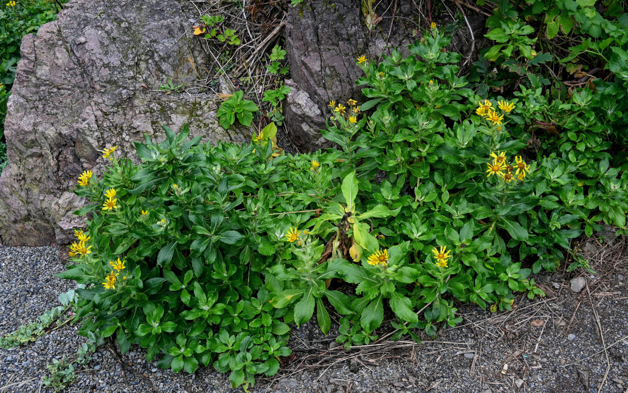 Image of Senecio pseudoarnica specimen.