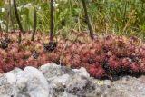 Sempervivum pumilum