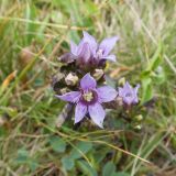 Gentianella biebersteinii. Цветки и бутоны. Карачаево-Черкесия, Урупский р-н, хр. Загедан, долина Ацгарских озёр, ≈ 2500 м н.у.м., морена между средними озёрами, альпийский луг. 09.08.2023.