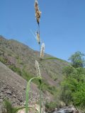 genus Carex. Верхушка цветущего растения. Казахстан, Западный Тянь-Шань, Киргизский хр., ущ. Мерке, ≈ 1300 м н.у.м., заболоченный берег ручья на дне ущелья. 7 мая 2023 г.
