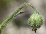 Image of taxon representative. Author is Денис Мирин