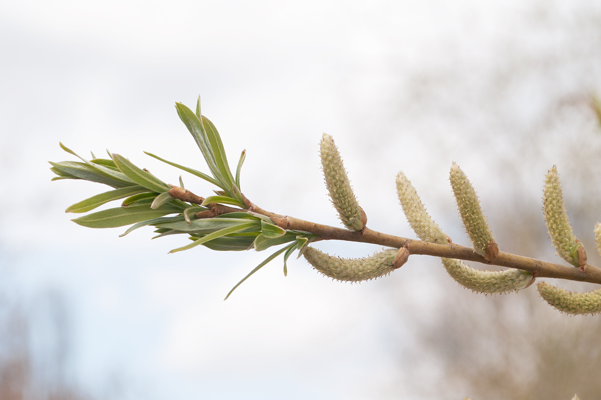 Image of genus Salix specimen.