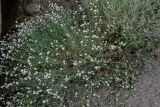 Gypsophila capitata. Цветущие растения (справа видны побеги Smilax). Дагестан, Буйнакский р-н, долина р. Сулак, побережье Чиркейского водохранилища, сухой глинистый склон. 28.07.2022.