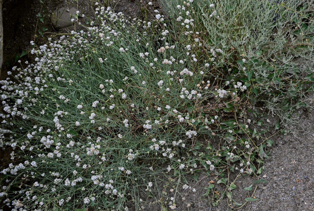 Изображение особи Gypsophila capitata.