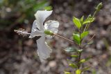 Hibiscus rosa-sinensis. Верхушка побега с цветком и бутонами. Израиль, г. Ришон-ле-Цион, в культуре. 25.11.2023.