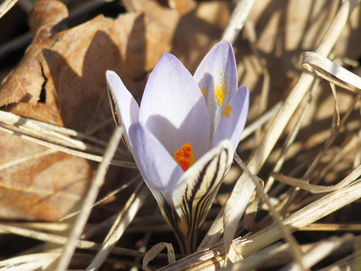 Изображение особи Crocus reticulatus.