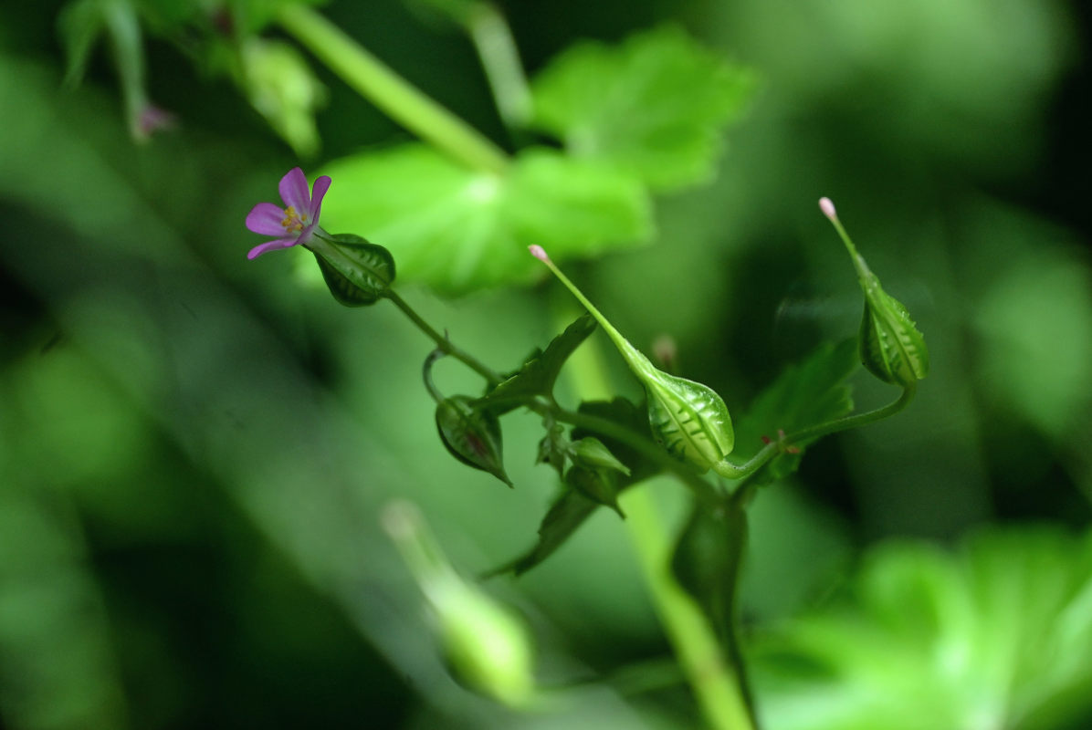 Изображение особи Geranium lucidum.