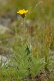 Hieracium schmalhausenianum. Цветущее растение. Карачаево-Черкесия, Карачаевский р-н, Большой Кавказ, левый борт долины реки Учкуланичи в р-не подъёма на перевал Тырмен, ≈ 2630 м н.у.м., травянистый склон. 03.08.2023.