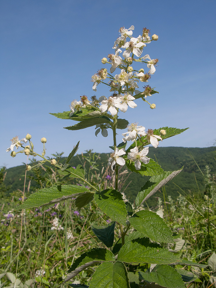 Изображение особи Rubus lloydianus.