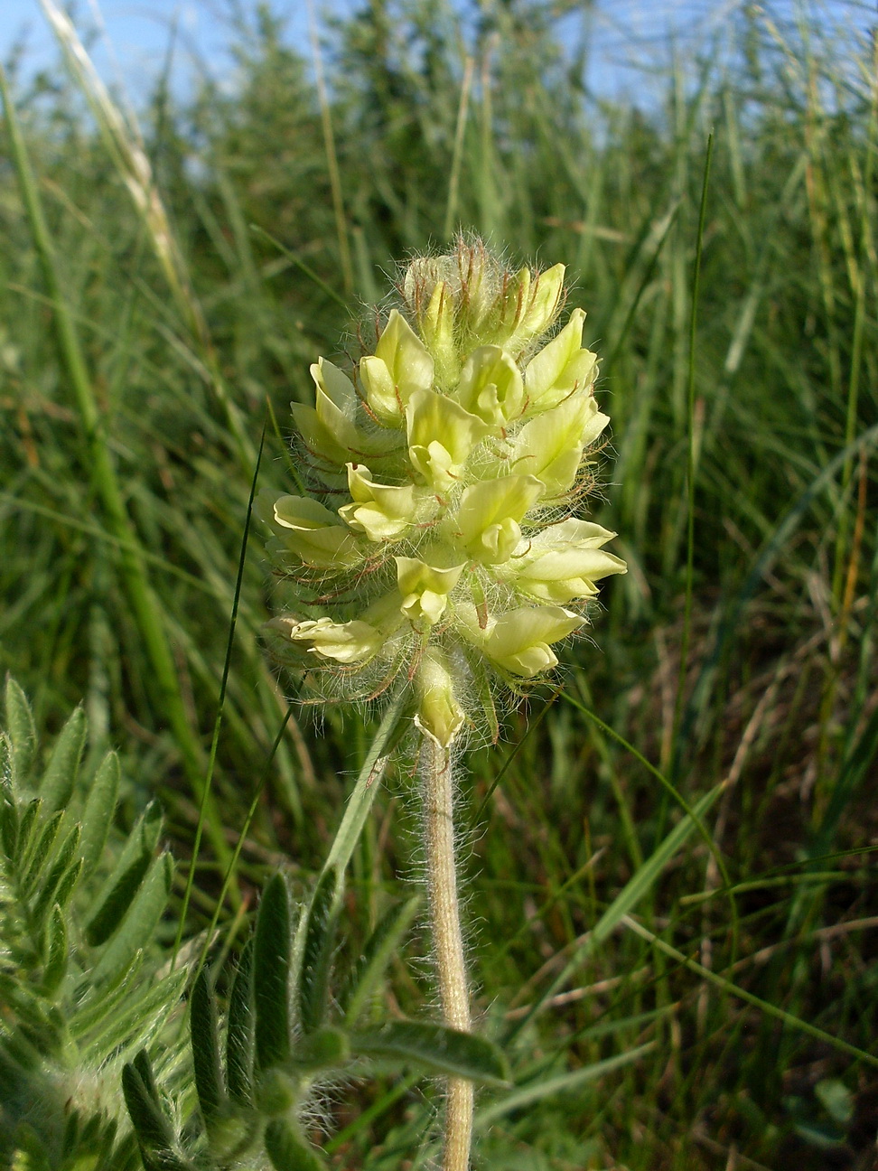 Изображение особи Oxytropis pilosa.