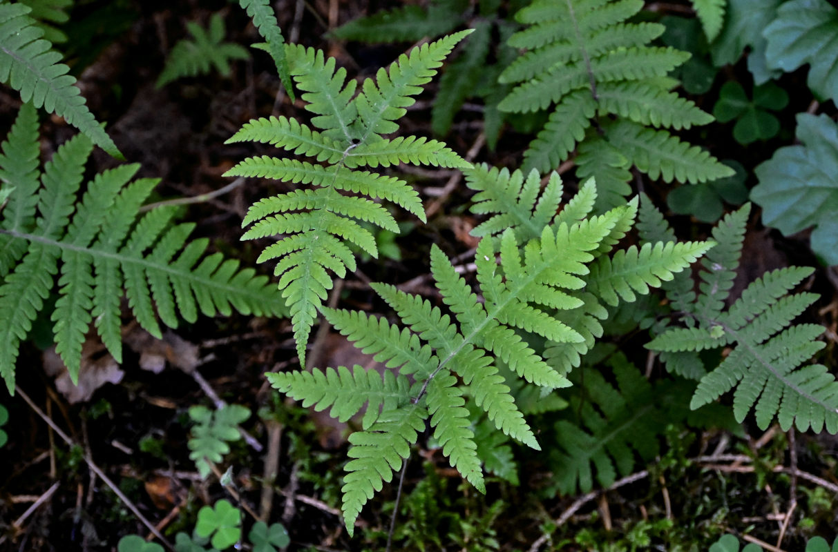 Image of Phegopteris connectilis specimen.