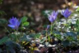 Crocus speciosus