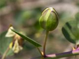 Capparis herbacea