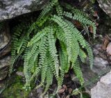 Asplenium trichomanes