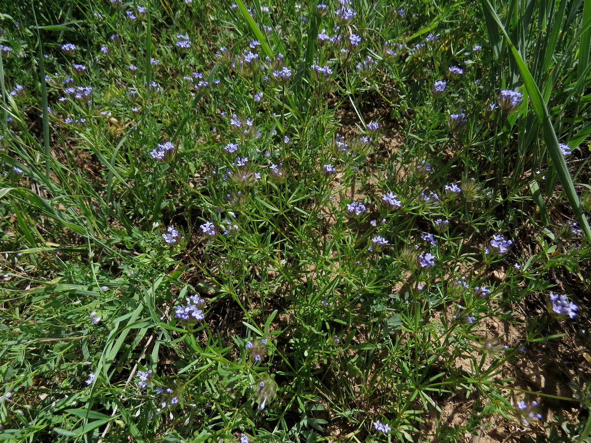 Image of Asperula setosa specimen.