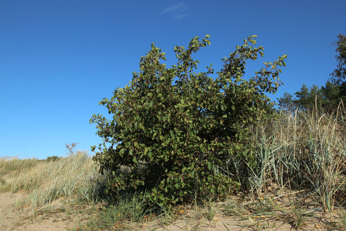 Изображение особи Alnus glutinosa.