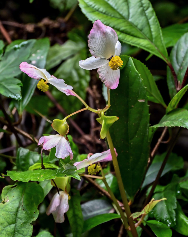 Image of Begonia algaia specimen.