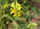 Medicago falcata. Соцветие. Бурятия, 10 км З Улан-Удэ, 23 августа 2005 г.