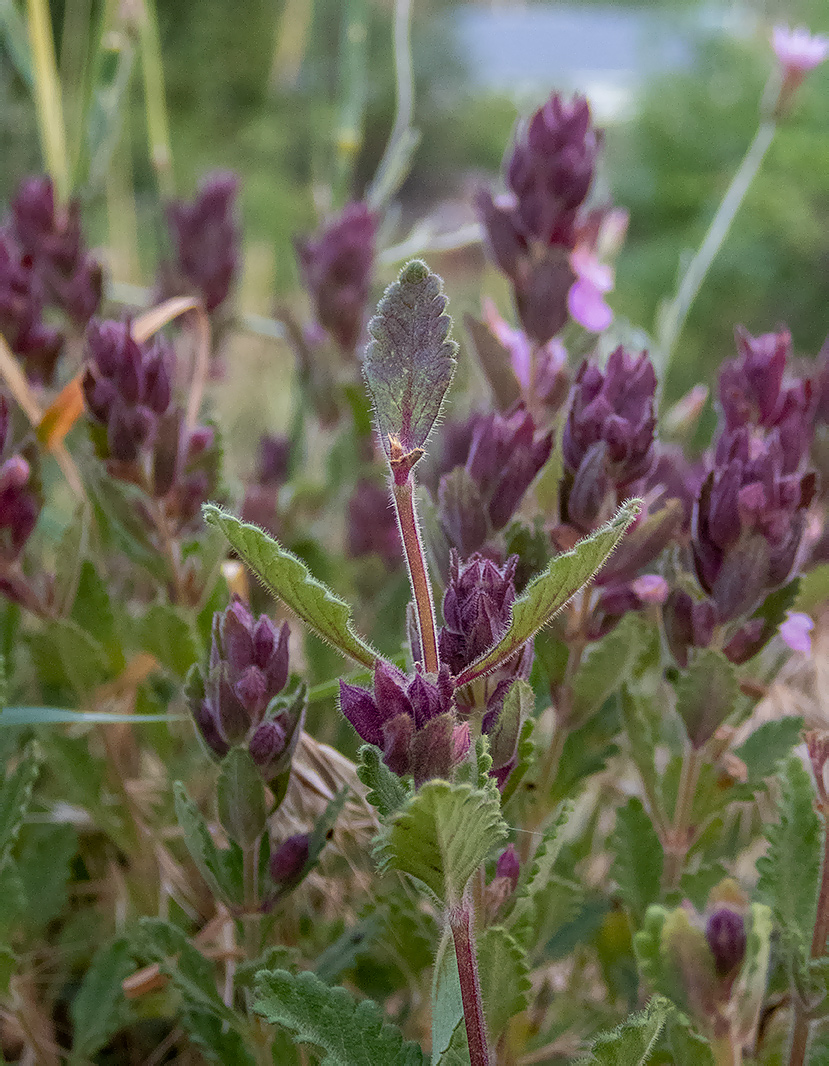 Изображение особи Teucrium chamaedrys.