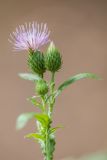 Carduus crispus