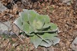 род Verbascum