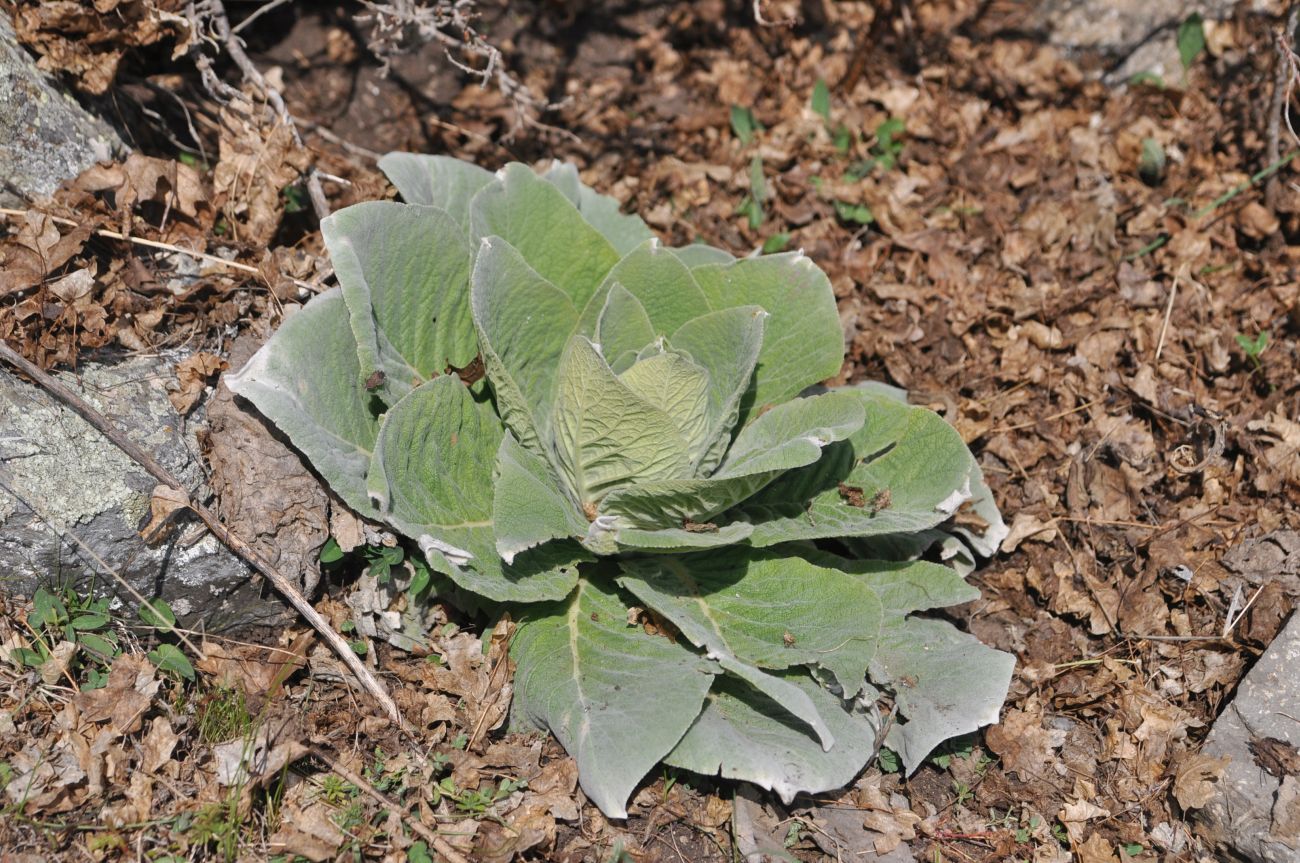 Image of genus Verbascum specimen.