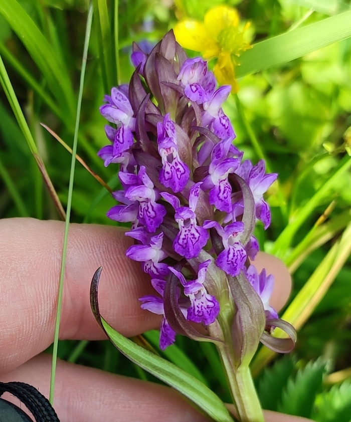 Изображение особи Dactylorhiza incarnata.