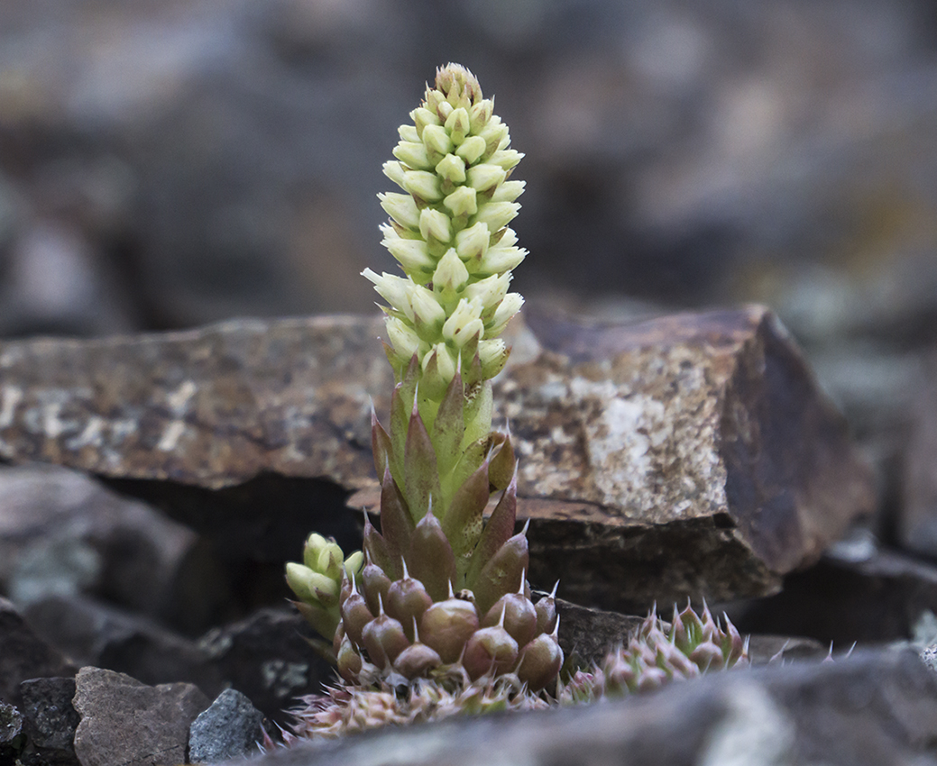 Изображение особи Orostachys spinosa.