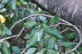 Hedera colchica. Часть плодоносящей ветви. Республика Адыгея, Майкопский р-н, левый борт долины руч. Сюк рядом с переправой, широколиственный лес. 2 мая 2018 г.