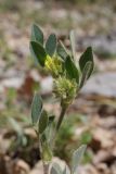 Melilotoides brachycarpa