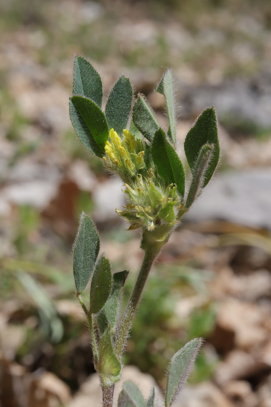 Изображение особи Melilotoides brachycarpa.