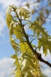 Quercus rubra. Побег с молодыми листьями, женскими и мужскими (внизу) соцветиями. Беларусь, г. Витебск, ул. Пушкина ок. Белорусского театра \"Лялька\", в озеленении. 04.05.2025.