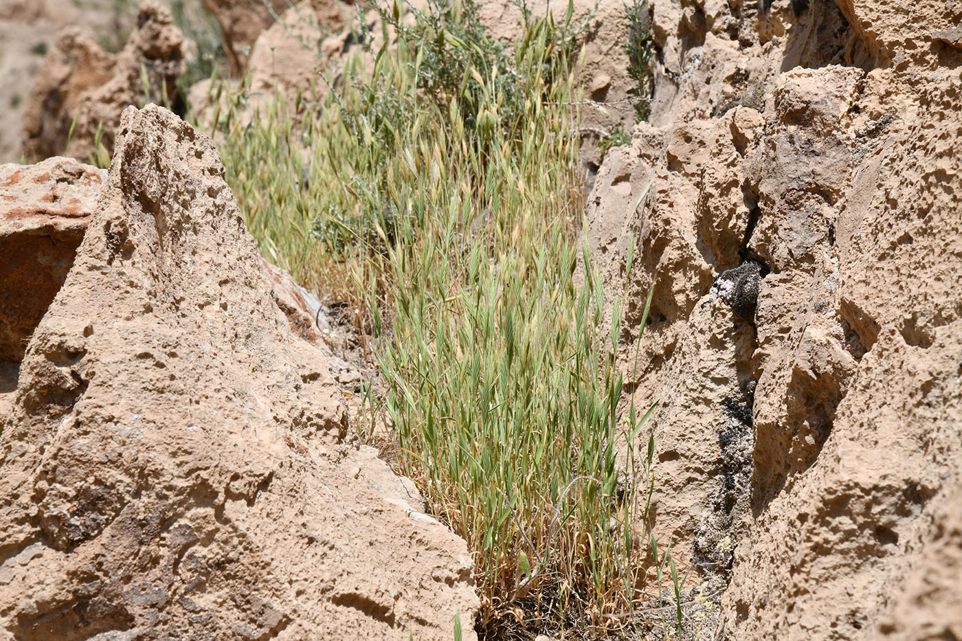 Image of genus Hordeum specimen.
