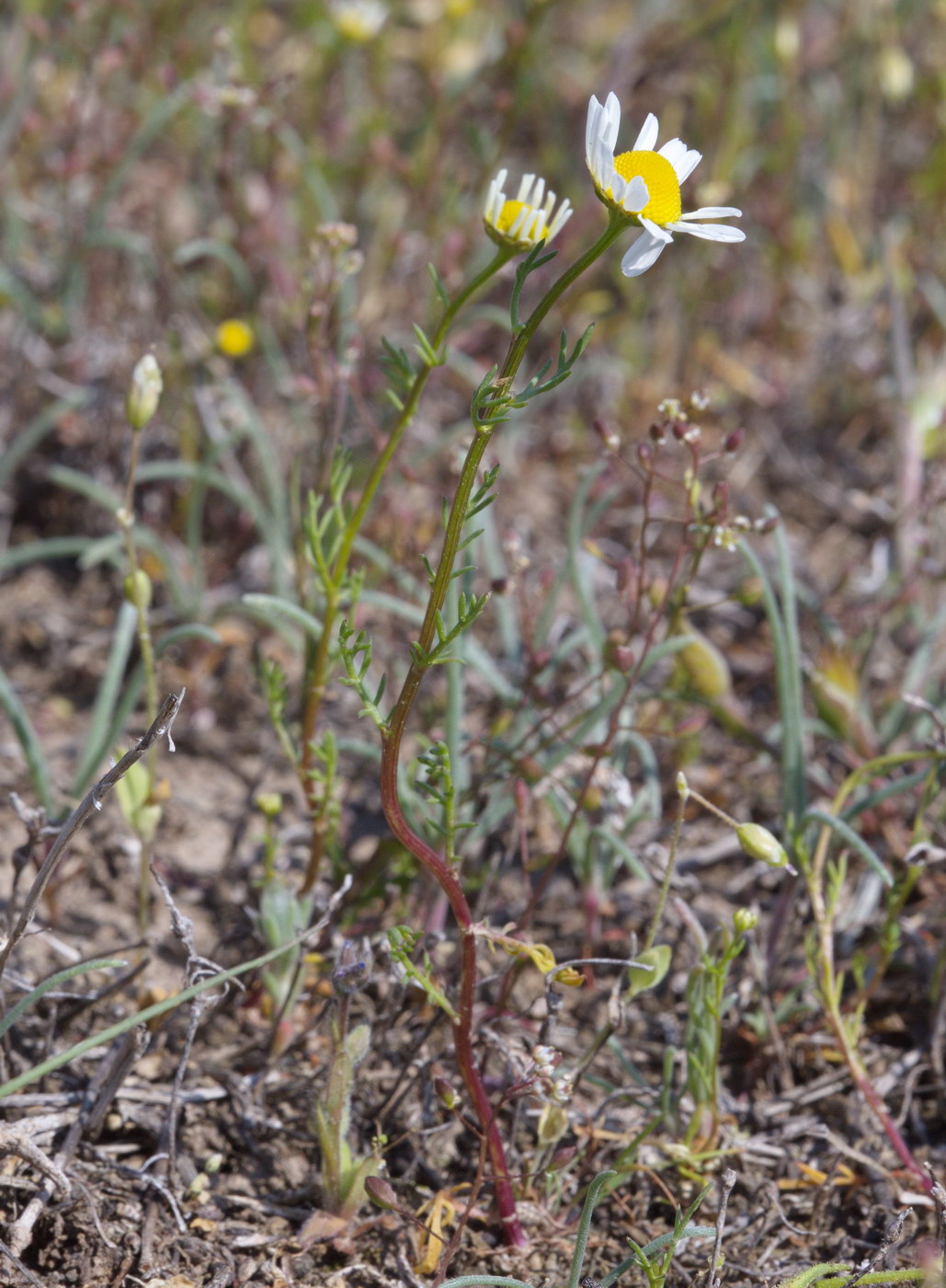 Image of Matricaria recutita specimen.