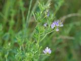 Medicago sativa