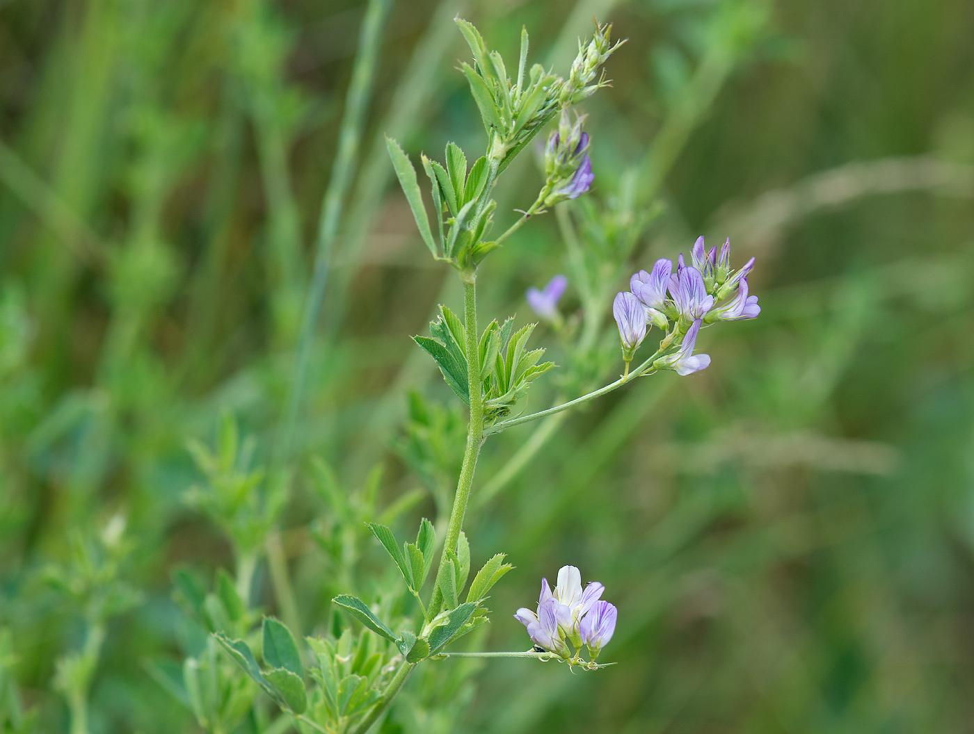Image of Medicago sativa specimen.