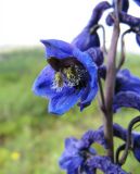 Delphinium elatum. Часть соцветия. Коми, Интинский р-н, нац. парк \"Югыд Ва\", левый берег р. Кожим у переправы, кустистая надпойменная терраса. 29.07.2010.