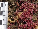 Amaranthus caudatus