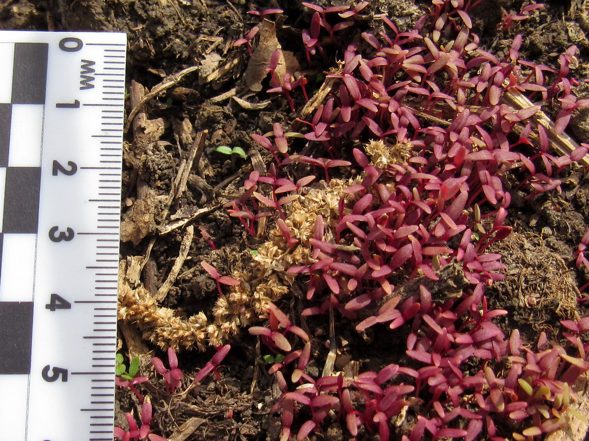 Изображение особи Amaranthus caudatus.