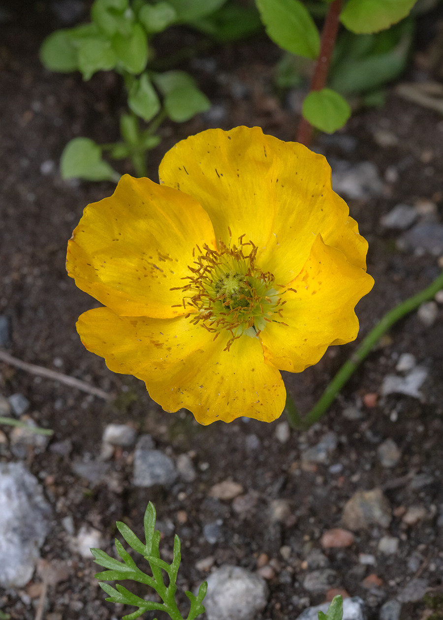 Image of genus Papaver specimen.