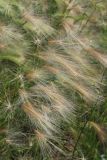 Hordeum jubatum. Соплодия. Санкт-Петербург, Кировский р-н, цветник, в культуре. 20.07.2025.