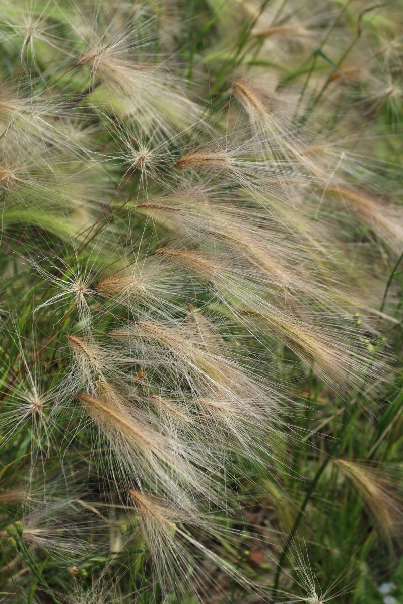 Image of Hordeum jubatum specimen.