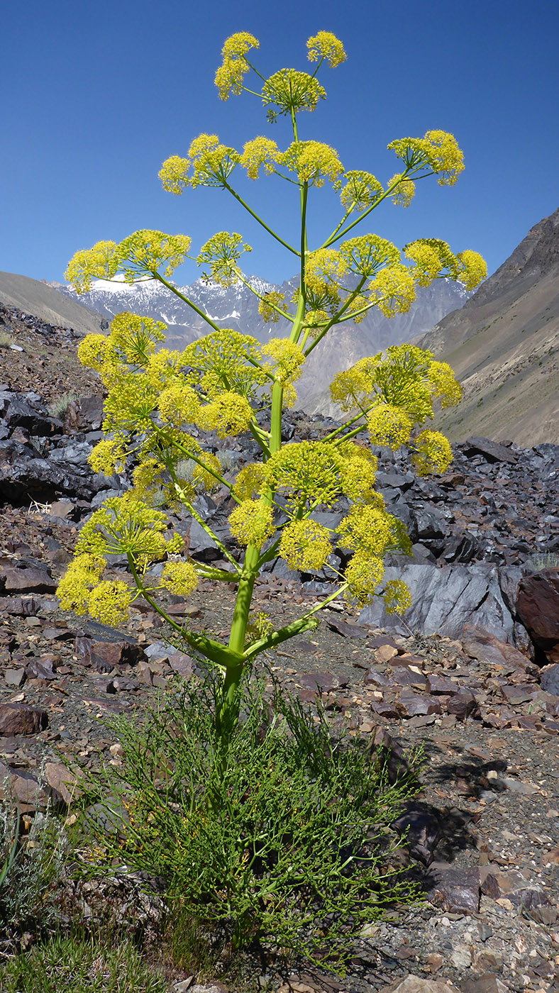 Изображение особи Ferula grigoriewii.